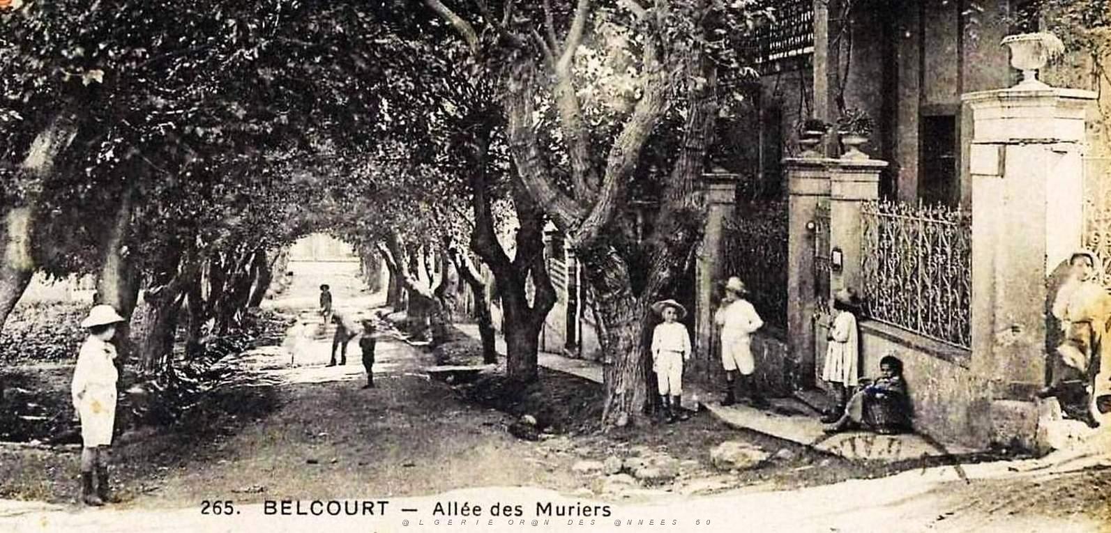 1239- Alger - Belcourt - Allee des muriers2.jpg